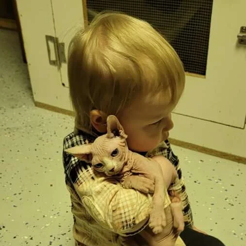toddler hugging a sphynx cat
