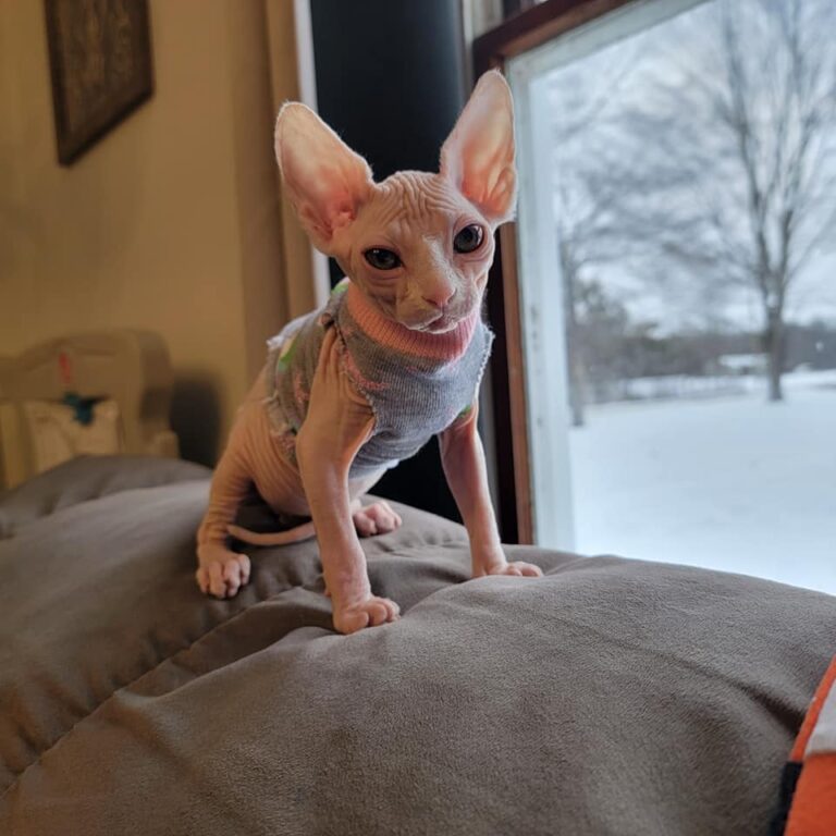 female sphynx cat in ohio