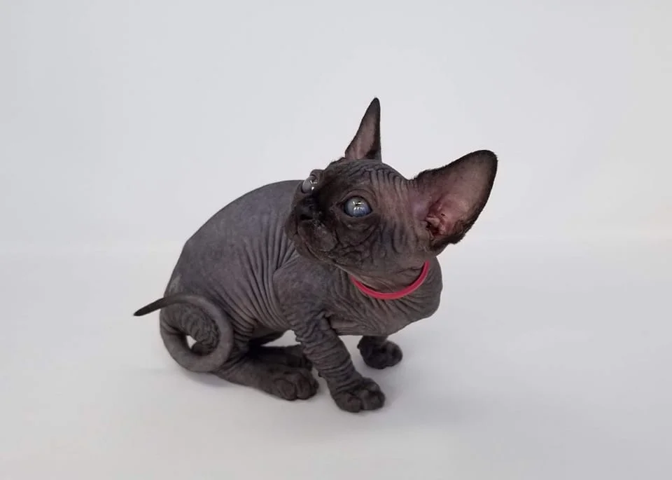 frayja female sphynx cat