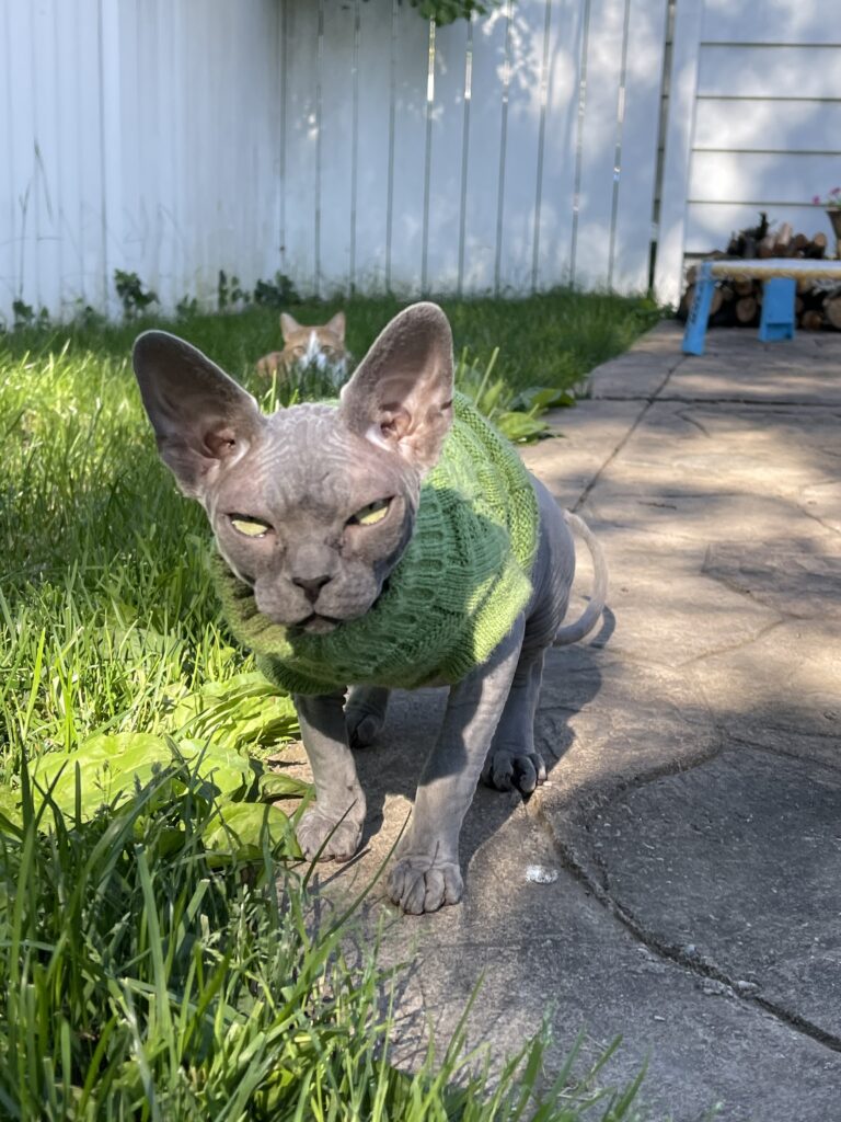 Sphynx Cat clothes and products
