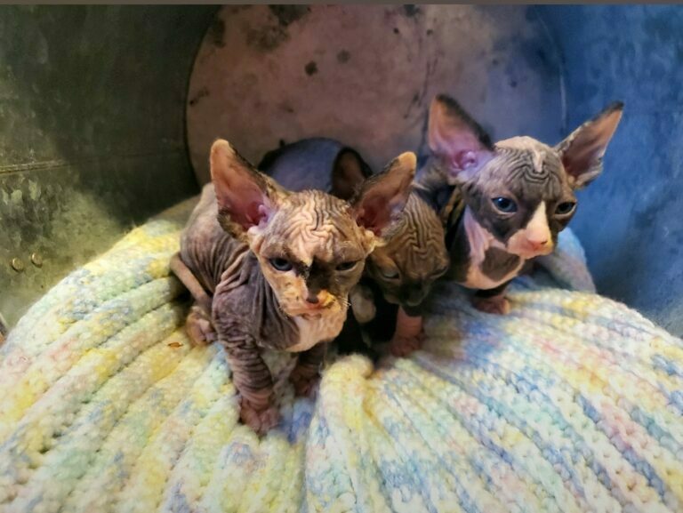kittens of sphynx cat