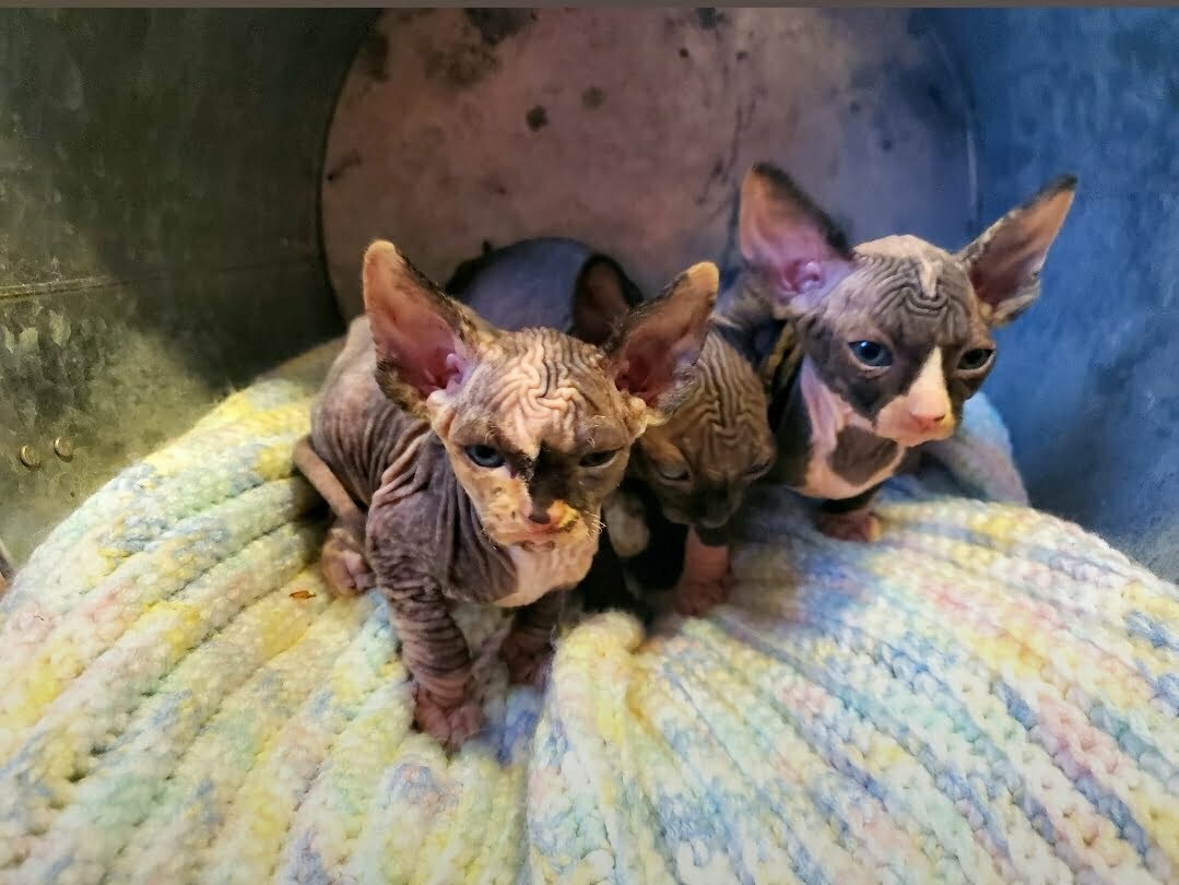 Sphynx Cat & Cornish Rex Health | Pantheon Sphynx