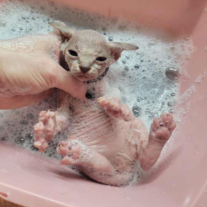 sphynx cat bath