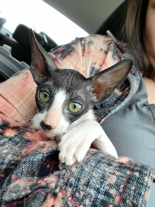 cornish rex cat sitting on top of young woman