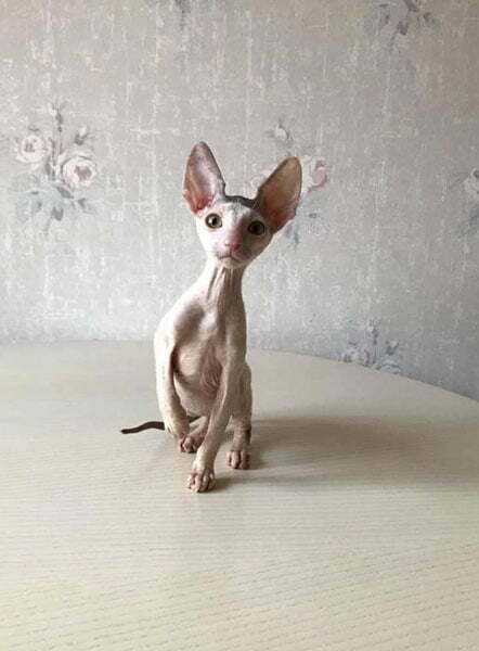 cornish rex cat posing