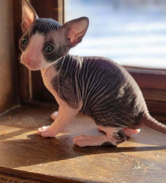 cornish rex cat enjoying the sun by the window