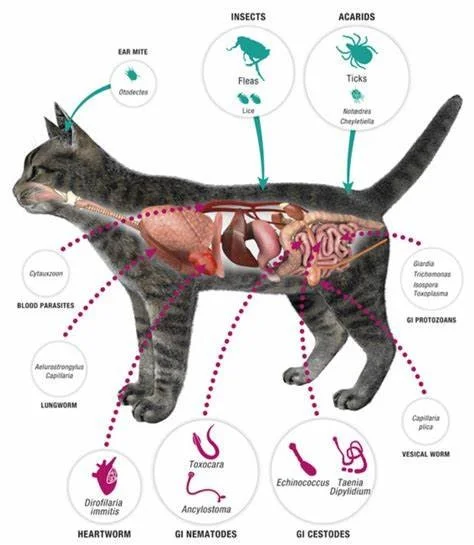 parasites in cats