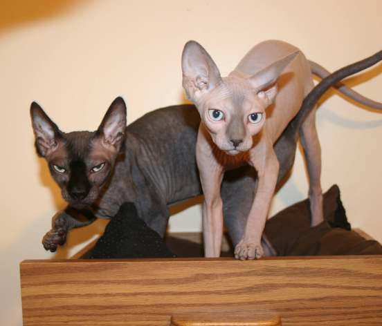 two sphynx cats showing