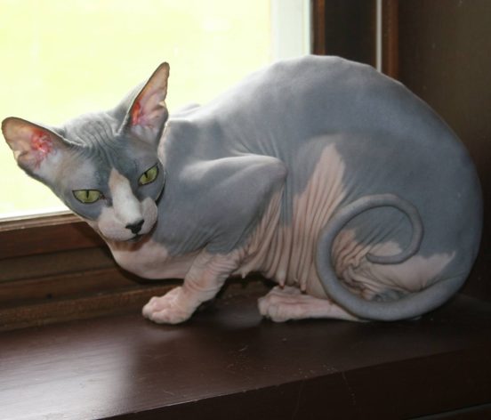 sphynx cat resting by the window