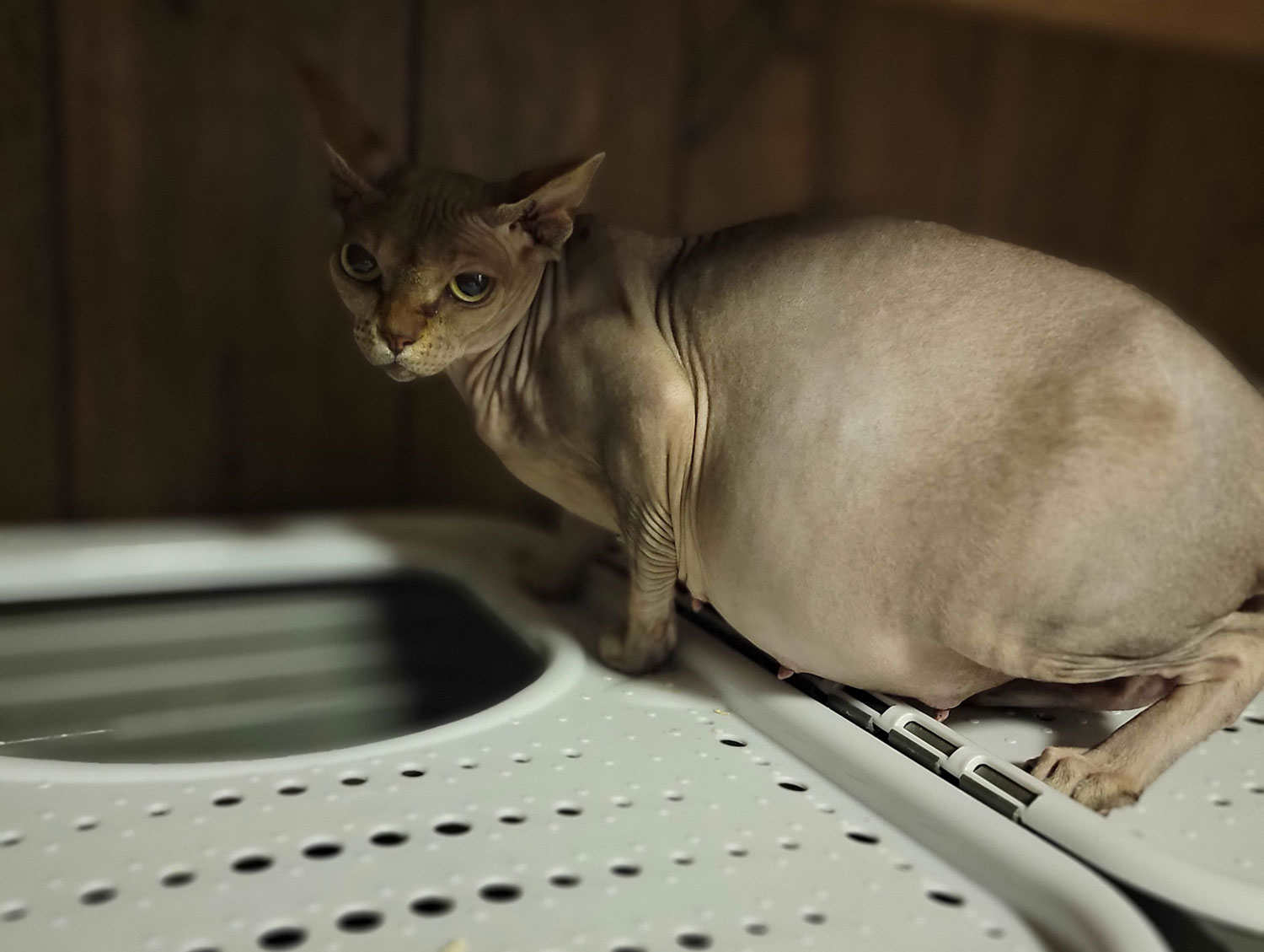 Sphynx Cat & Cornish Rex Toileting Pantheon Sphynx